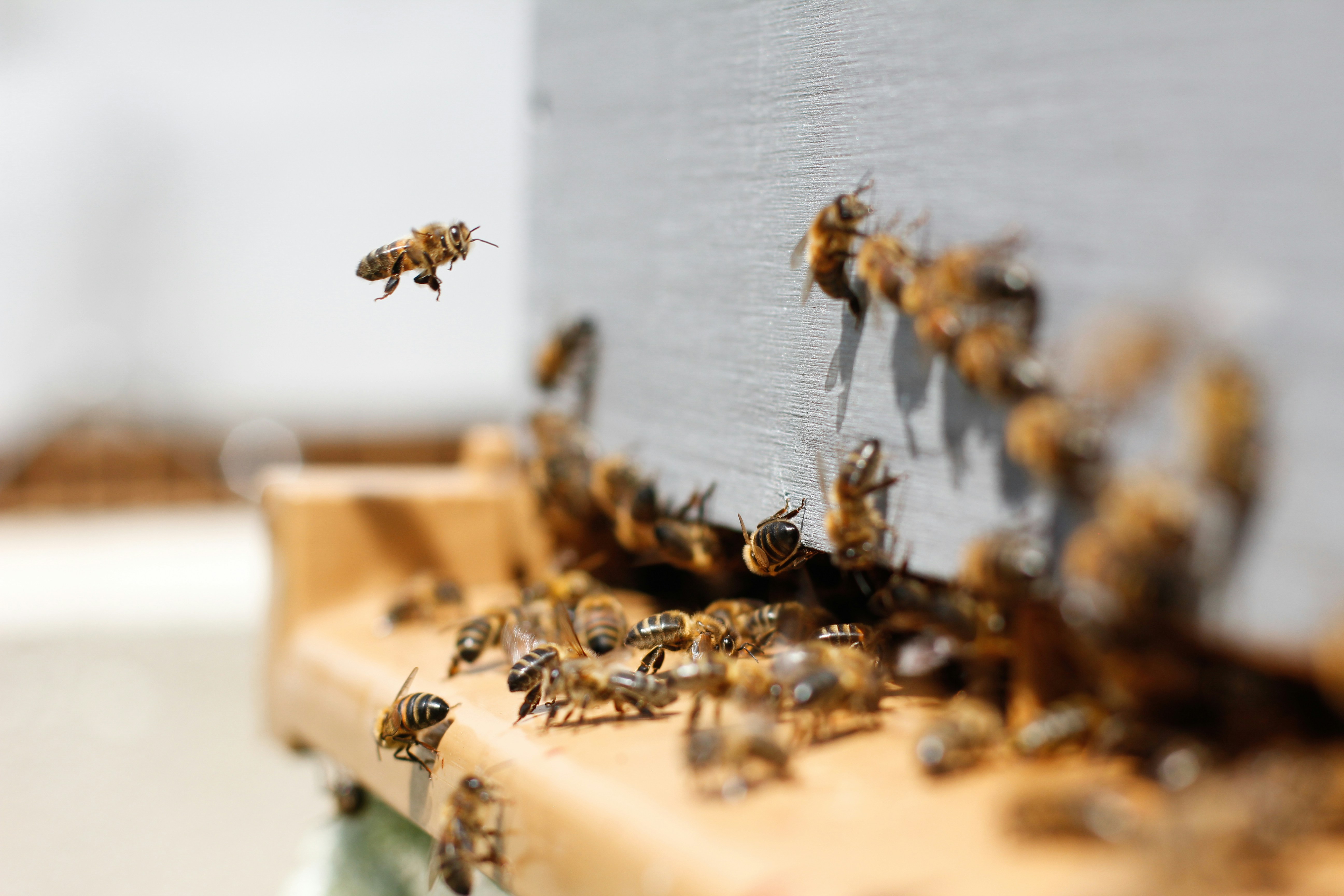 Bienen an einem Bienenstock