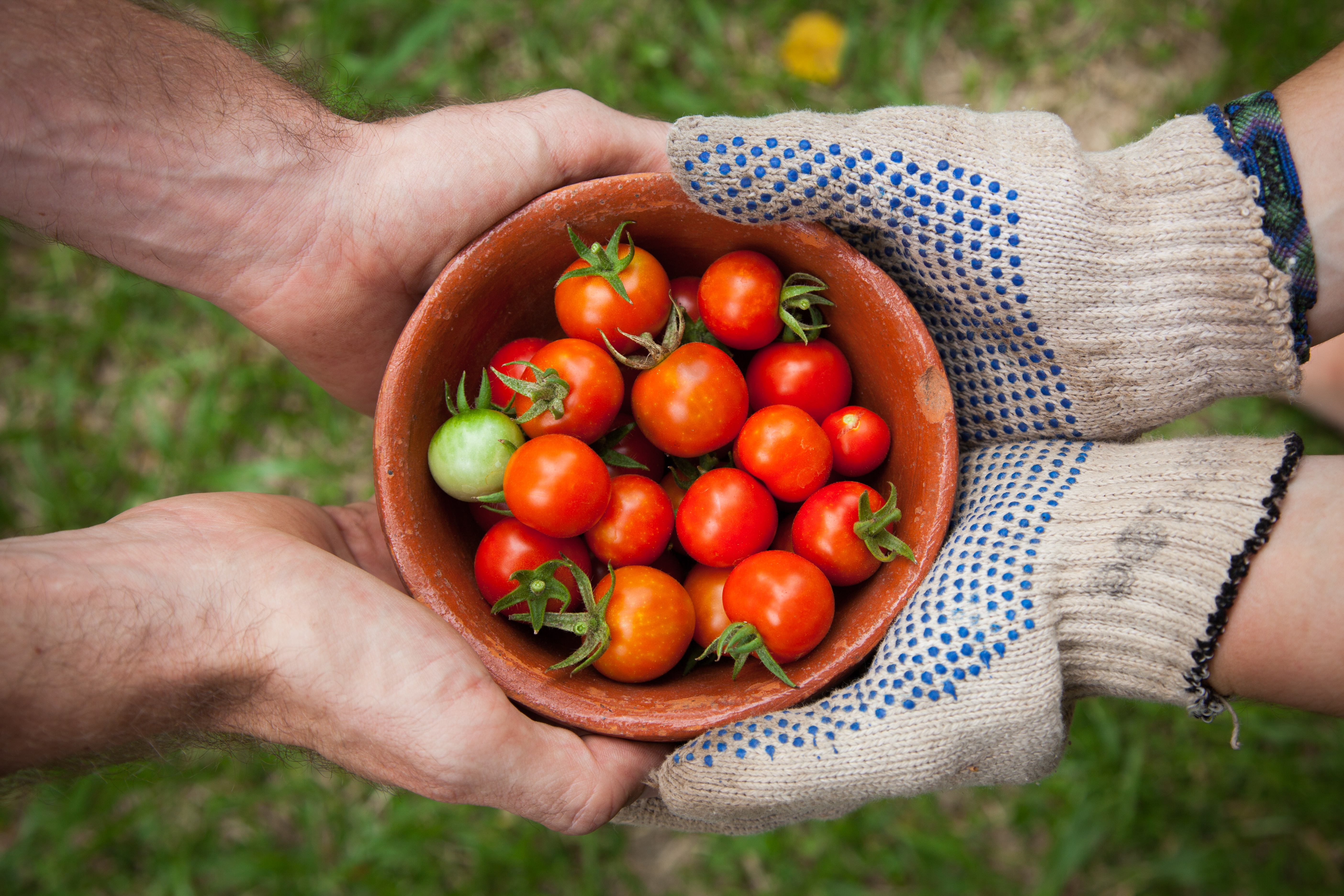 Zwei Hände halten eine Schüssel mit Tomaten