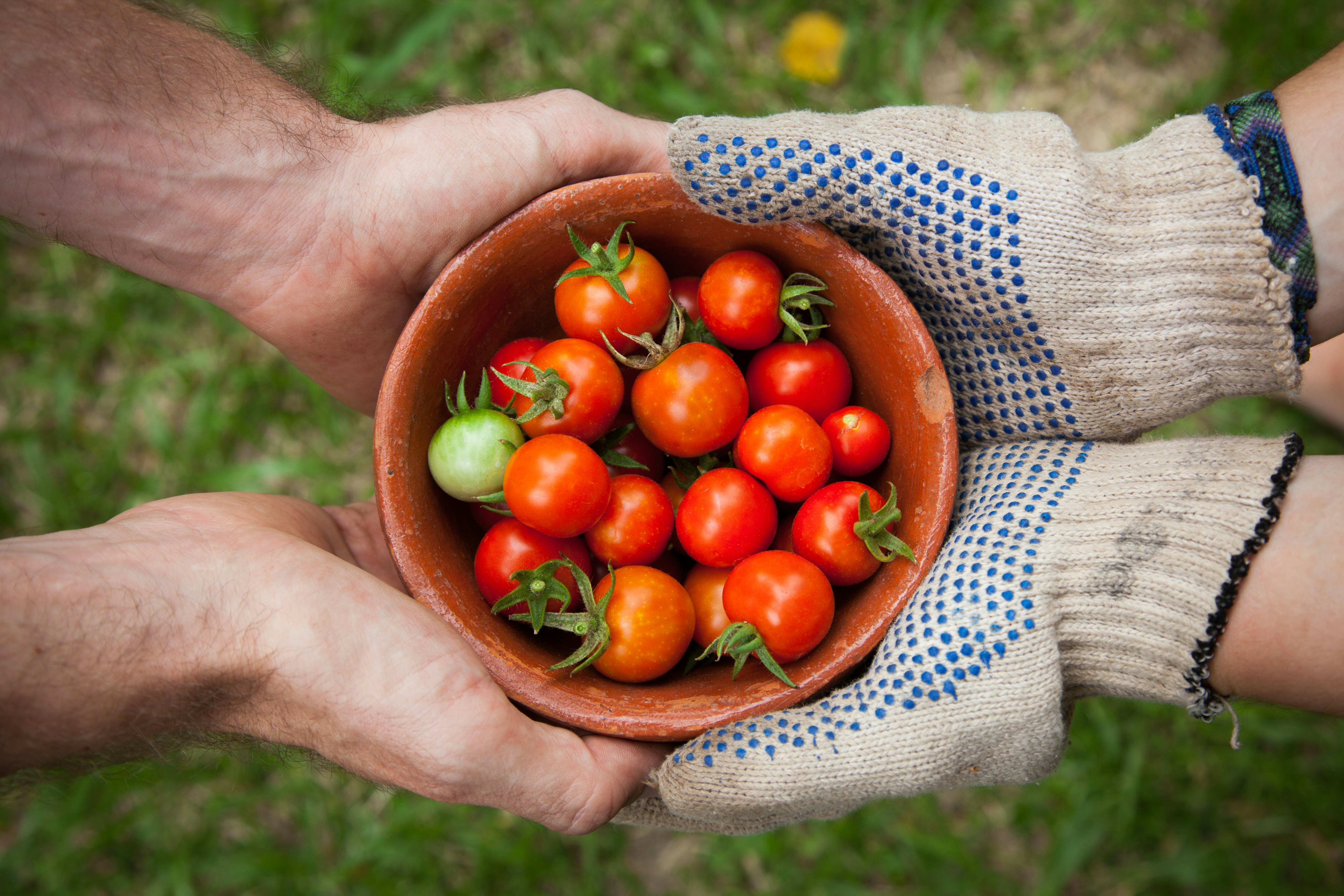 Zwei paar Hände halten eine Schale mit kleinen Tomaten. Das Paar Hände auf der rechten Seite trägt Gartenhandschuhe