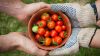 Zwei paar Hände halten eine Schale mit kleinen Tomaten. Das Paar Hände auf der rechten Seite trägt Gartenhandschuhe